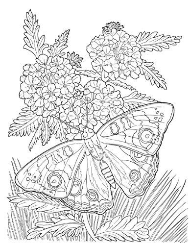 Creative Haven Butterfly Gardens Coloring Book