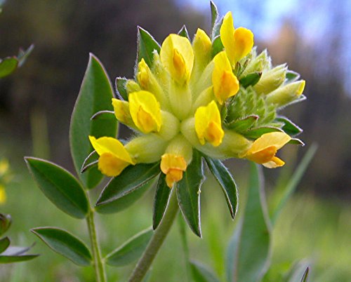 Anthyllis Vulneraria (1000 Seed) Kindney Vetch, Ladies Fingers.Healing perennial