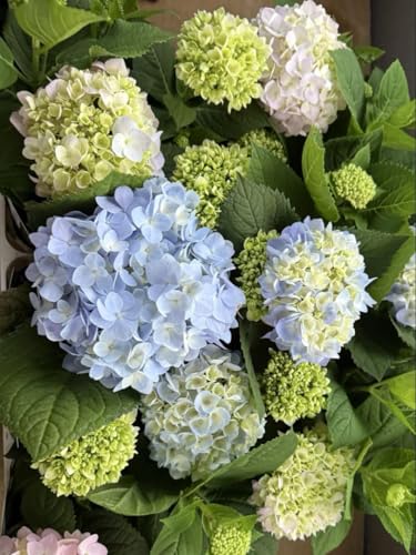 四季咲き 紫陽花 霧島の恵み 3.5寸 2苗セットのサムネイル