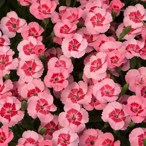 Semillas de clavel sweet william, perenne resistente Decoración de jardín para exteriores decorativas para balcón resistentes al aire libre 300pcs