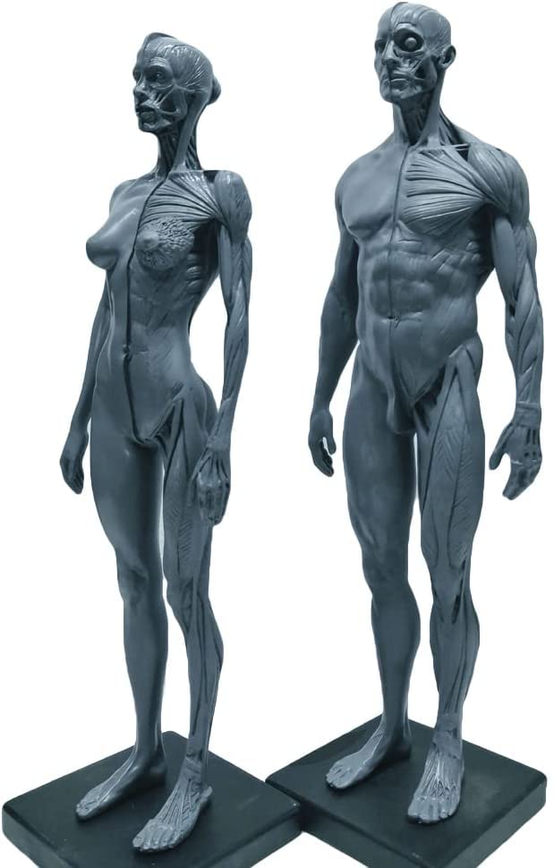 EustomA 12 inch/30cm Resin Human Model Anatomical Anatomy Skull Head Body Muscle Bone Model Male and Female