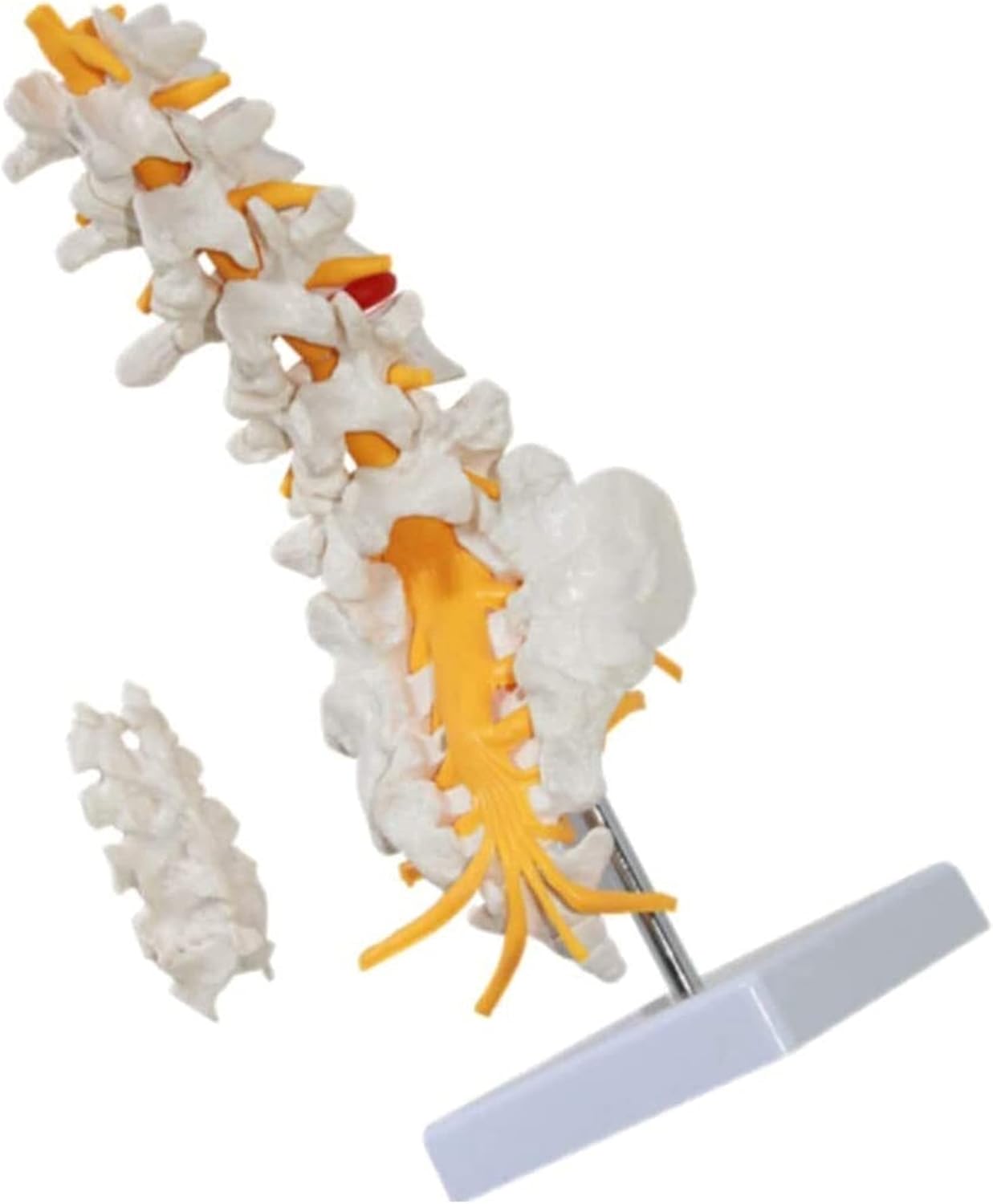 Medical Models, Anatomical model Lumbar Vertebrae Spine Anatomy Model with Sacrum Coccyx Human
