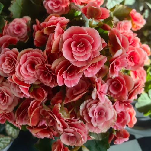Semillas de Begonia, Begonia grandis, Plantas resistentes al exterior. semillas de plantas de begonia, plantas para lugares soleados semillas de flores, semillas orgánicas plantas de 50pcs