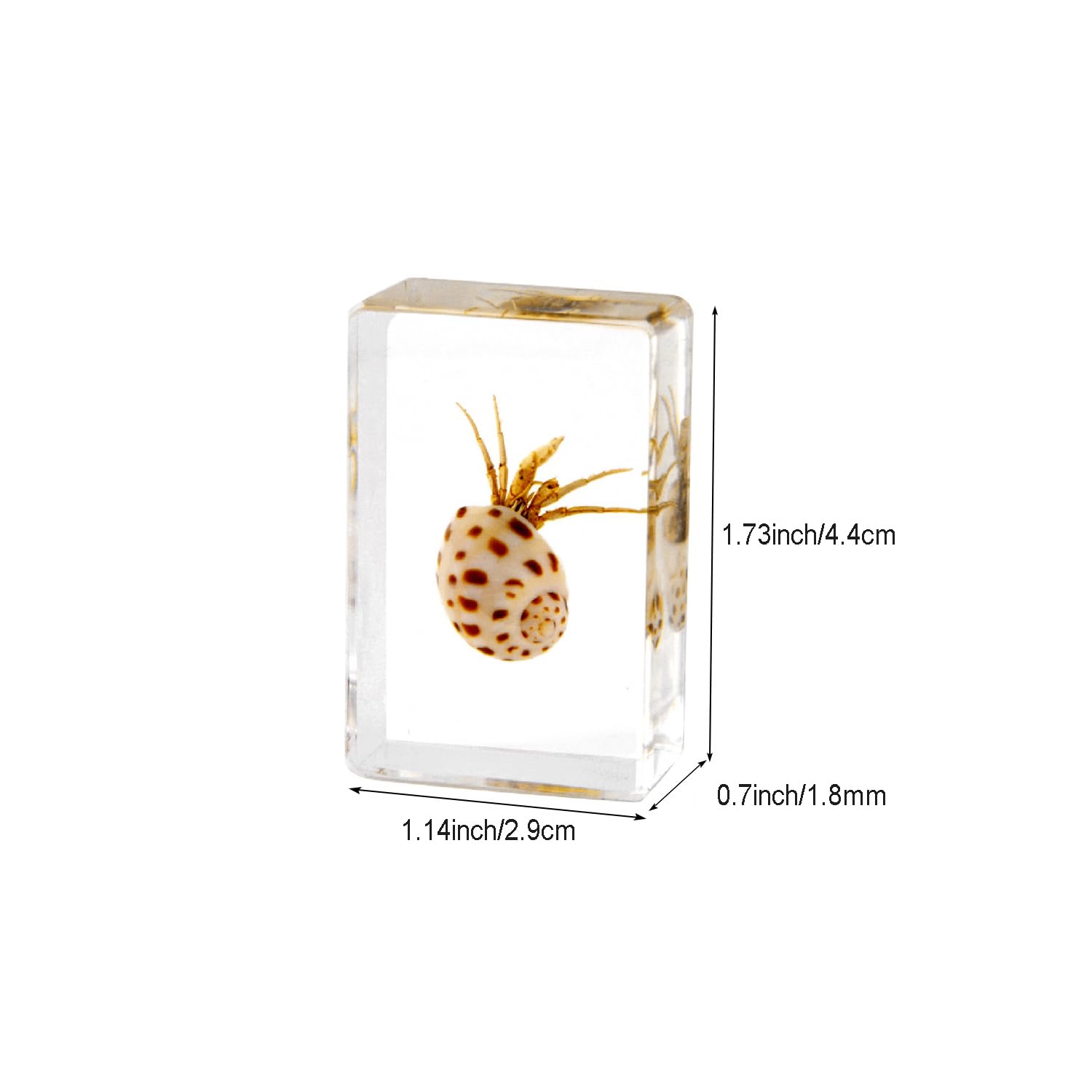 4Pcs Insect in Resin Specimen - Image 2