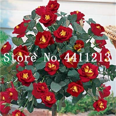 Graines de fleurs de rosier fraîches à planter rouge foncé paquet de 100 graines