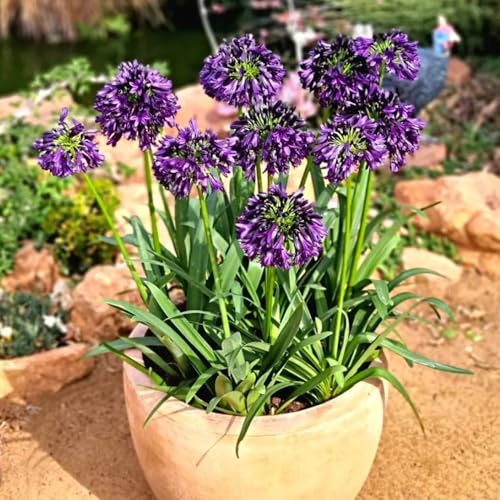 Agapanthus Cobertura perenne resistente semi di giardino semi selvatici tagliati perenni resistenti balcone, perenni 150pcs