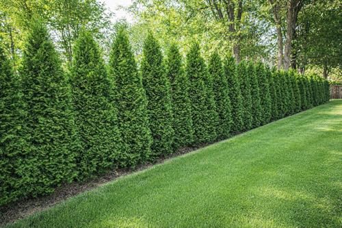 10 st. Thuja Smaragd 80-100cm ohne Topf gemessen Heckenpflanzen Lebensbaum Immergrüne Heckenpflanze