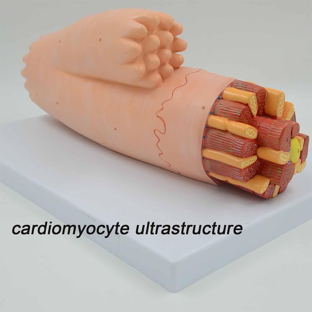Modelo de anatomía de fibra muscular esquelética humana para laboratorio de ciencias, simulación realista, textura clara, duradero para uso a largo plazo, herramienta educativa para estudios de