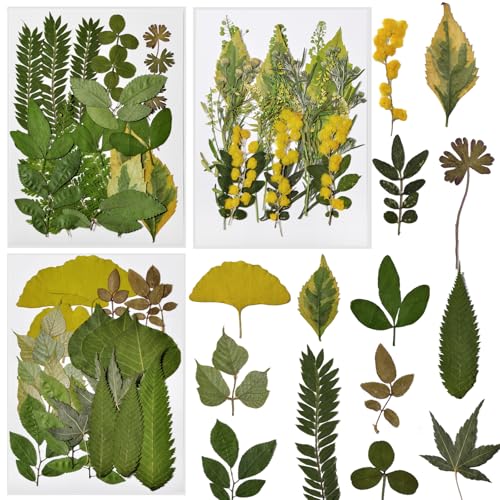 63 PCS Hojas Naturales Prensadas Secas para Manualidades miniatura 1