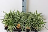 Chlorophytum comosum Variegatum 25 cm purificante de aire para novia