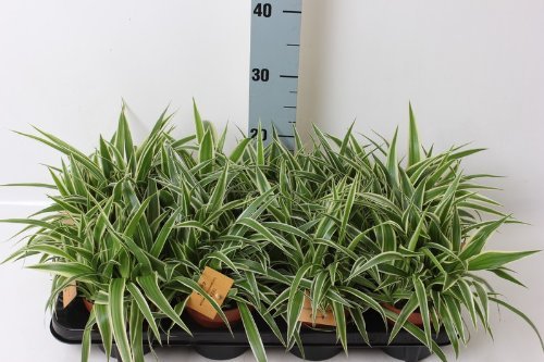 Chlorophytum comosum Variegatum 25 cm purificante de aire para novia Cover