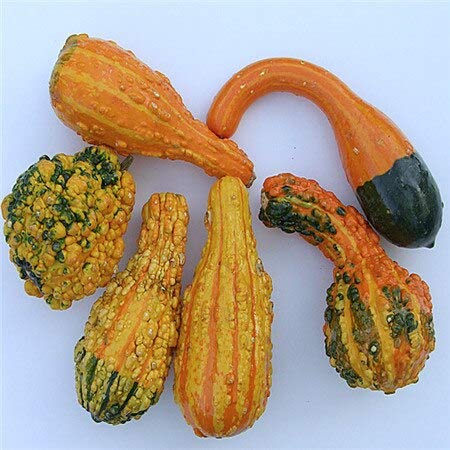 Verde: in saldo! 20 semi di 10 tipi di semi di ortaggi multicolori ad alta germinazione fai da te garen semi di piante in fiore perenni