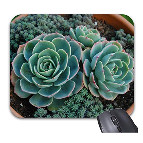 Preisvergleich Produktbild Sukkulenten mauspads rutschfeste gummibasis stilvolles bürozubehör