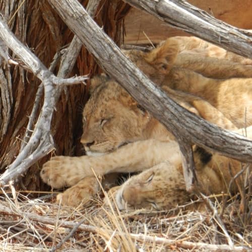 Episodio 17 - Obiettivo: vita - Instaliving