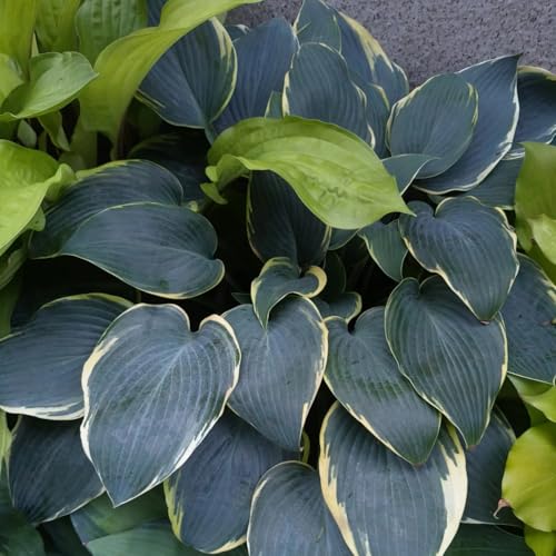 Hosta Tubérculos Resistentes - Hosta Rizoma para Jardín,Ideal para plantar-4Tubérculos-A