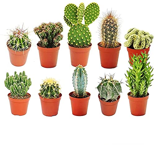 GardenersDream 10 x Mixed Cactus Plants in Pots - Real Indoor Plant for Desks, Shelves, and Windowsills - Healthy, Lively Air Purifying Plants - Great Gift for Plant Lovers (20-30cm incl. Pot)