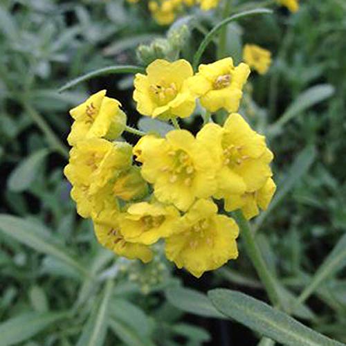 6 x Alyssum Montanum ' Berggold' - Steinkraut Kleincontainer 9cm x 9cm - Image 4