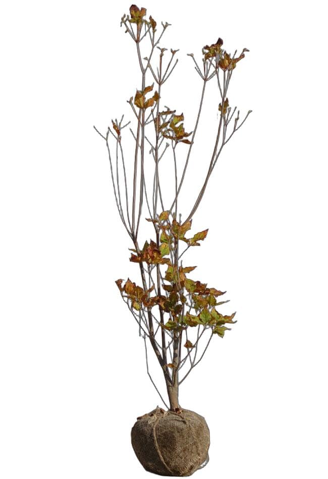 Amazon | 赤花ミツバツツジ根巻き大苗 庭木 低木 | 植木