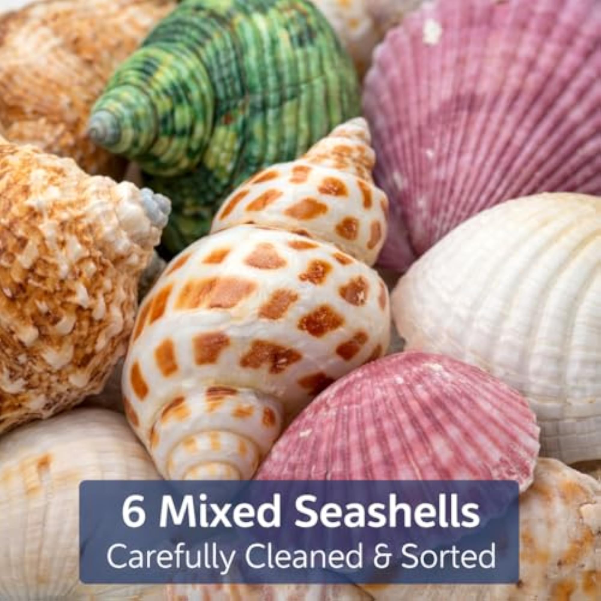 Mixed Sea Shells for Craft and Decor