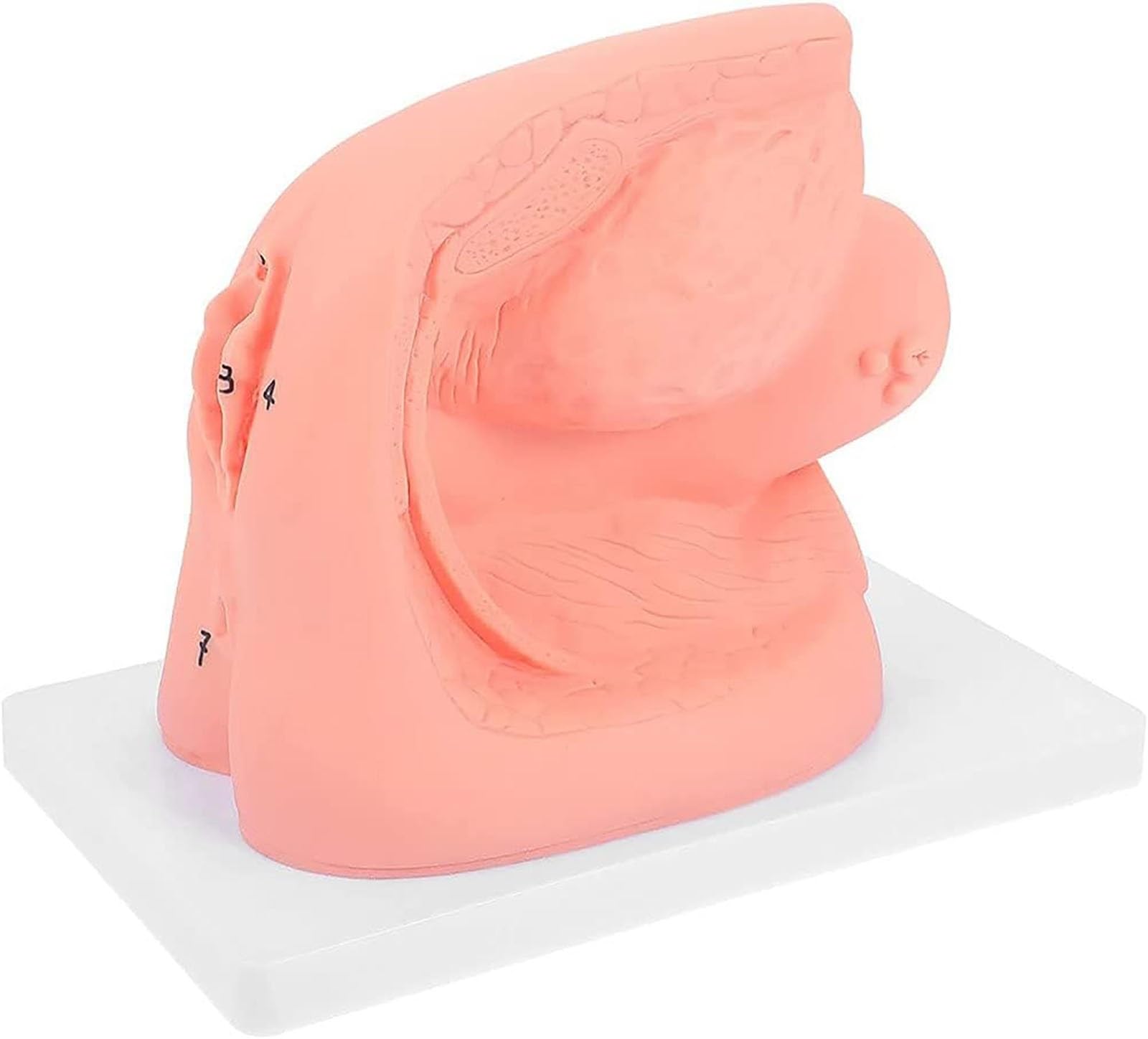 Modèle Cathétérisme, Ensemble D'enseignement L'anatomie du Cathéter Féminin, Modèle D'organe Reproducteur Interne Externe Moule Cathéter Urinaire