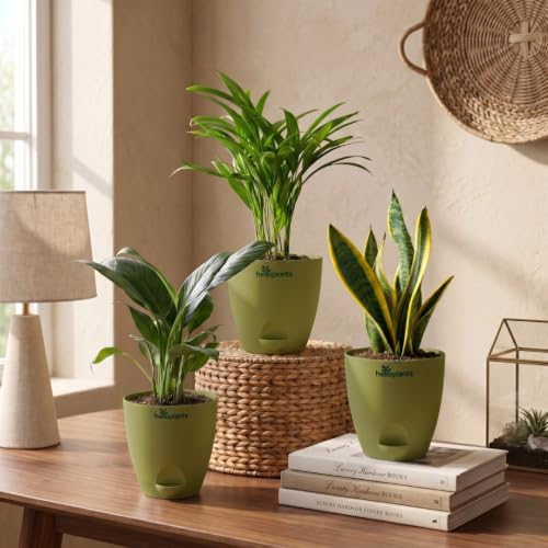 Image of Peace Lily, Areca Palm & Snake Plant Live Indoor 3-Plant Combo in 4-Inch Self-Watering Matte Green Pots | Easy-Care, Air-Purifying Houseplants for Home, Office & Bedroom Decor