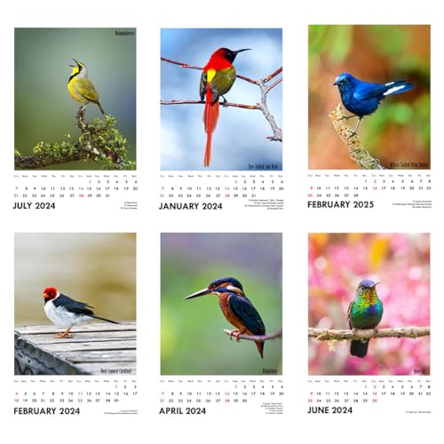Image of Tallenge - Winged Beauties - 2024 Desk Calendar - 6 x 9 Inches for Home & Office (Paper, Desk Calendar)