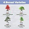 HOME GROWN Bonsai Tree Kit – Premium Ceramic Starter Set with 4 Bonsai Varieties – Easy Indoor Gardening Gift for Men & Women – Unique Plant Kit for Beginners & Nature Lovers #2