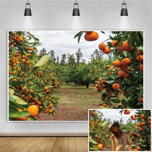 Fond de studio verger de mandarines pour photobooth et événements en plein air