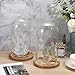 JUXYES Pack of 2 Glass Display Dome Cloche with Solid Wood Base, Clear Dome Bell Terrarium Jar Glass Cloche Bell Jar Display for Plants Collectible Figure
