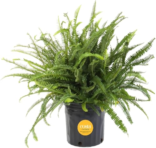 Costa Farms Kimberly Queen Fern Live Plant in Plastic Pot Large Indoor & Outdoor Houseplant Perfect for Home Room or Office Decor Great House Warming or Birthday Gift 2-3 Feet Tall