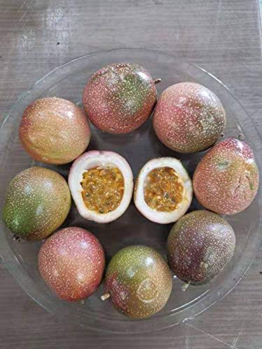 PF FARM Red Purple Fresh Ripe Small Passion Fruit Florida No.3 (2 Dozen / 24 Counts)