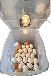 Chocadeira Pet Com 2 Lâmpadas Incandescente Para 30 Ovos Com Termostato e Cooler