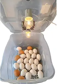 Chocadeira Pet Com 2 Lâmpadas Incandescente Para 30 Ovos Com Termostato e Cooler