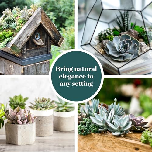 20-pk Shop Succulents Rosette Succulent Plant Pack - image 3