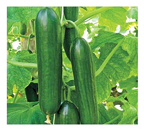 Premier Seeds Direct CUC15 - Semillas Cover