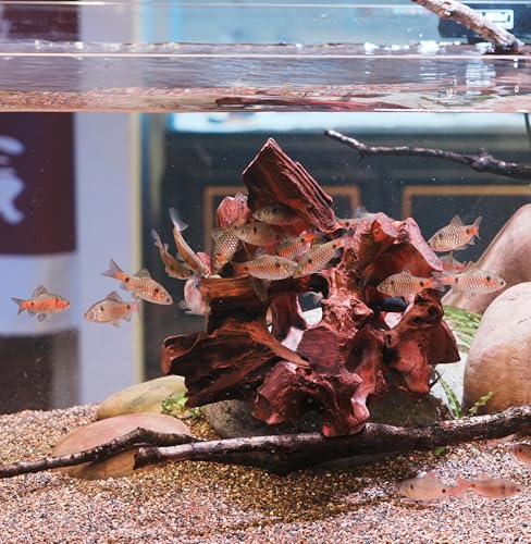 Image of Natural Wood Aquarium Cave Betta Fish Hideout for Aquarium Fish Tank Decorations-Reptile Hide-Snake Hide-Cave for Cichlids Habitat Shelter for Crayfish Shrimp and Other Aquatic Pets 6.1-9.8 inch