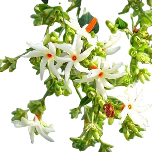 MANISHAS DAFFODILS Exotic Har Shringar - Nyctanthes arbor-tristis, Parijat Plant, Night Flowering Jasmine Live Plant Outdoor In Grow-Bag. (B0C56R9DC3) Amazon Price History, Amazon Price Tracker