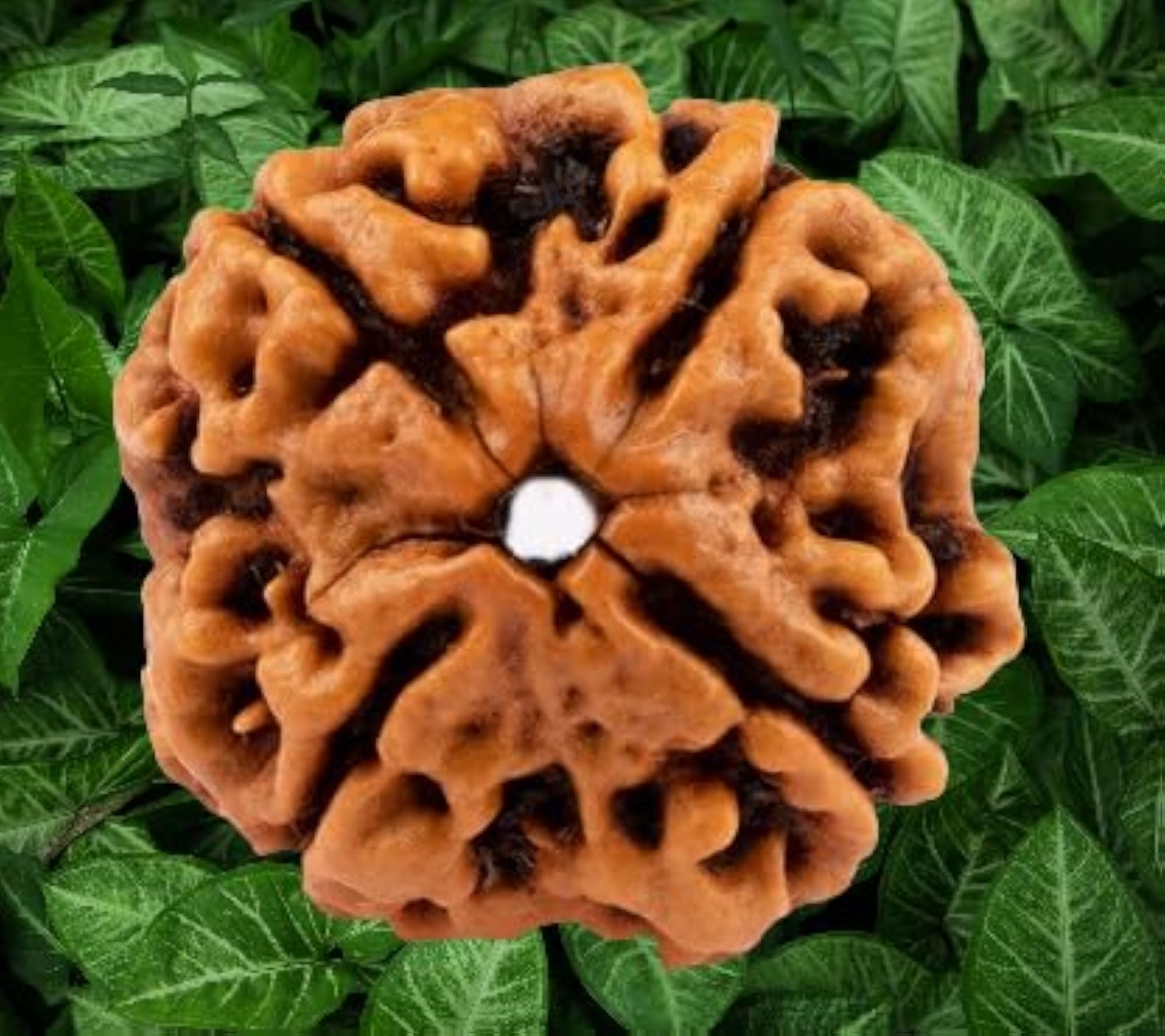 Natural Brown 4 Mukhi Rudraksha Pendant, IGL Certified