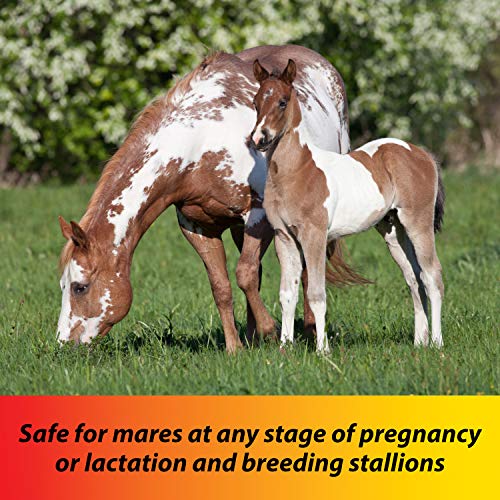 Farnam Pyrantel Care Daily Horse Dewormer 2.11% (Pyrantel Tartrate) For Horses Of All Ages, Equine Anthelmintic, Continuous Protection Against Small Stronglyes, Ascardis And Pinworms, 50 Lbs #TOP2