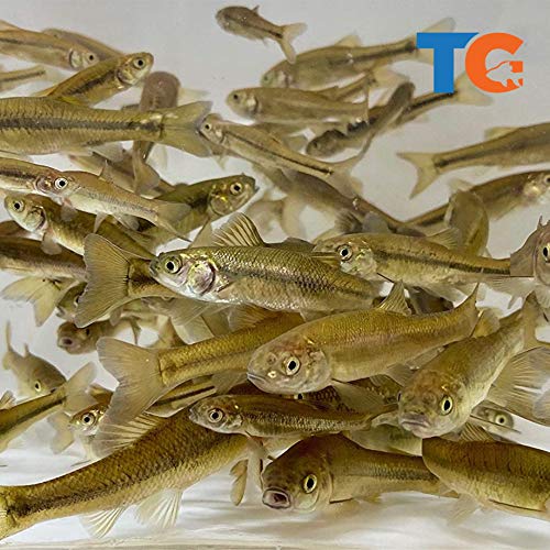 Toledo Goldfish Live Black Fathead Minnows – Live Tuffies or Crappie Minnows –