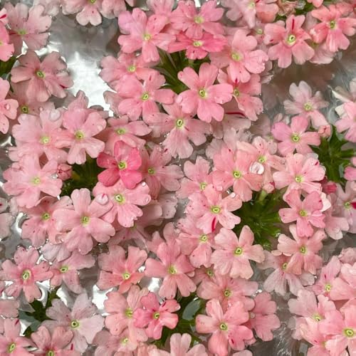 Semi di Vna hybrida - Vna hortensis - resistenti, balcone decorativi, giardino rocciose di perenni resistenti 200pcs