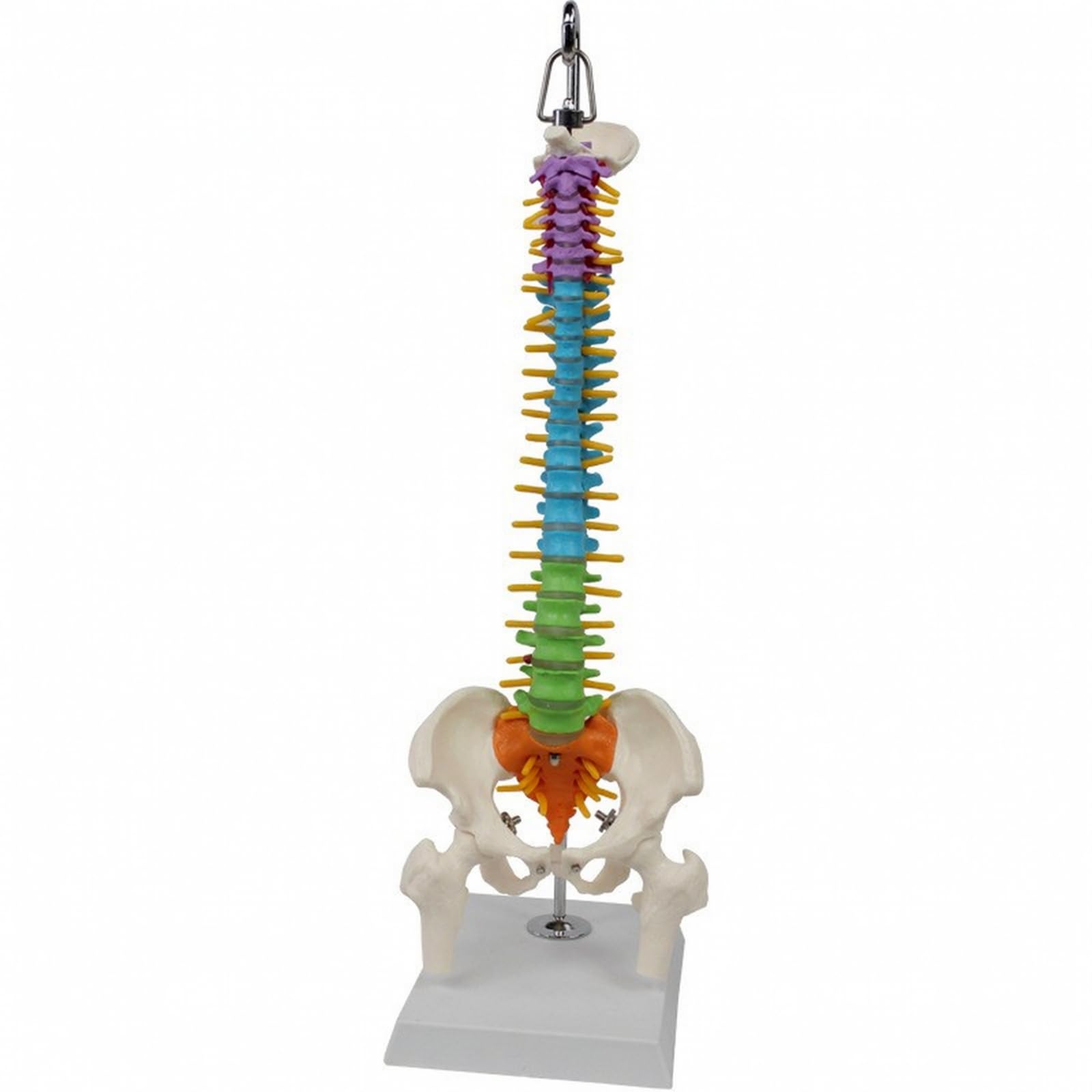 Modello Colonna Vertebrale Spina Dorsale con Pelvi Scheletro Gamba in PVC Colorato per Studio Vertebre con Base Stabile E Gancio Adatto per Aule Studio Chiropratica Formazione Medica