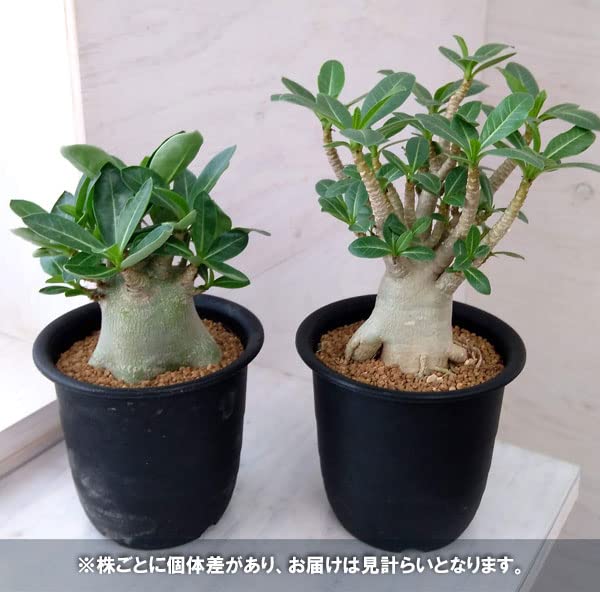 Amazon.co.jp: [観葉植物フェア]アデニウム：アラビカム 4号鉢