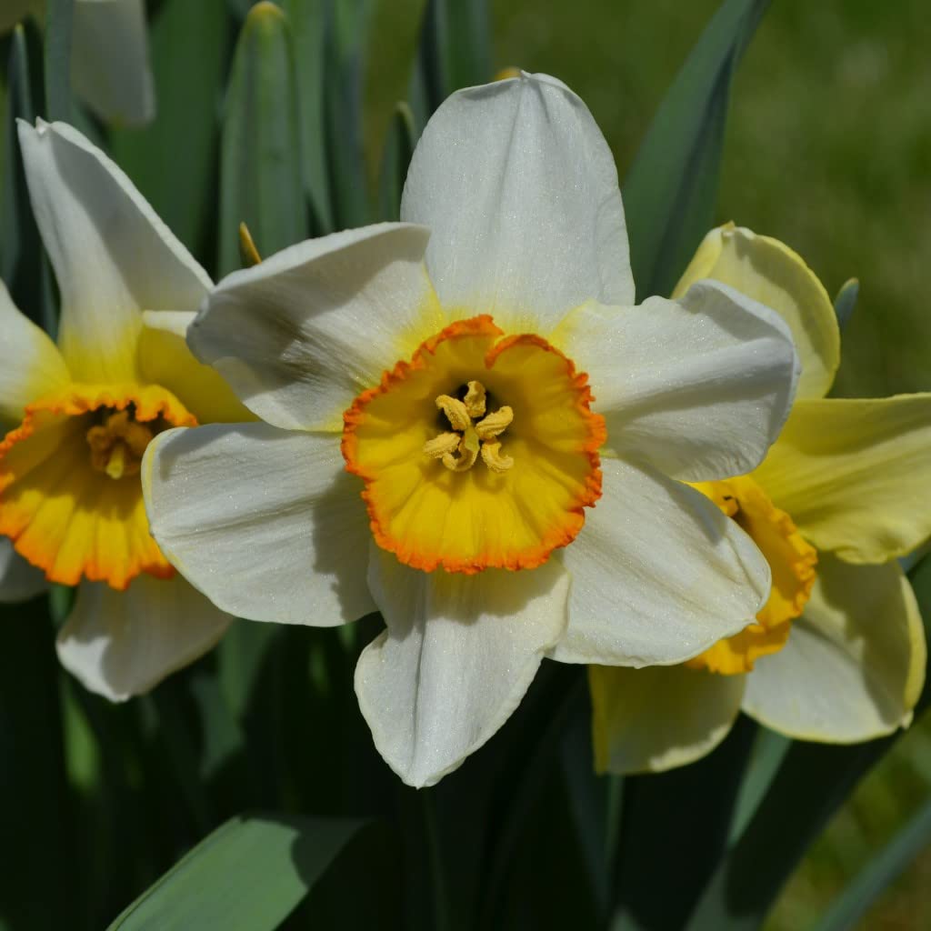 Blumenzwiebeln Großkronige Narzissen Flower Record (50 Zwiebeln)