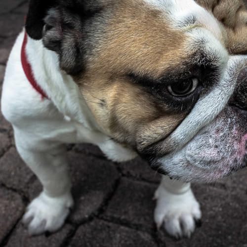 Lmycob Audiobook Collection cover art