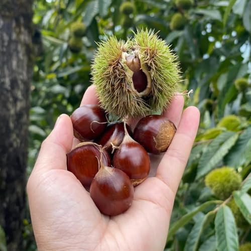 semillas de castaño, de balcón resistentes a las nueces regalos sostenibles orgánicas 20pcs