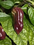 PURPLE Bhut Jolokia/Ghost Chili (10 RARE Seeds) Beautiful and Hot !