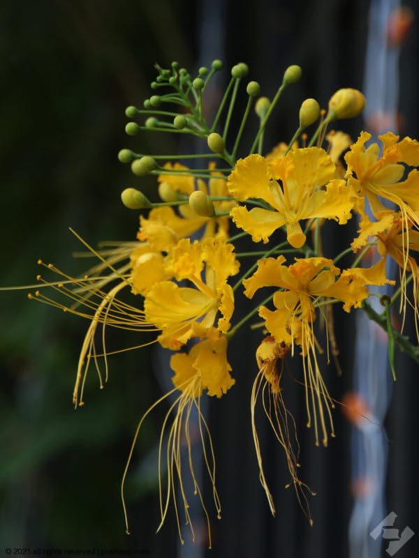Caesalpinia pulcherrima Synonym flower seeds For Home Gardening,Caesalpinia  pulcherrima Synonym flower seeds For Planting Pack Of 20 : Amazon.in:  Garden & Outdoors