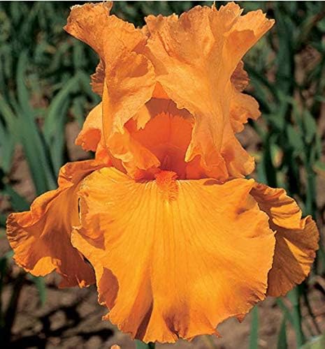 Orange Glow, Colorful Bearded REBLOOMING IRIS (1) Rhizome/Bulb/Root Ready for Planting Now