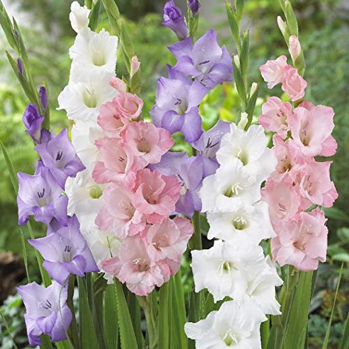 Gladiolus Flower Bulbs Pack Of 10 By LIVE GREEN (Mix), Multicolour, LIVE-BULB01-image-18
